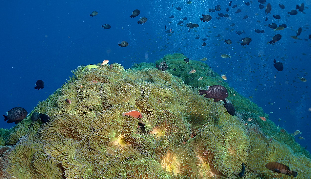 Thailand 2015 - Ko Tao - Anemones Ambiance _IMG_3780_rc.jpg